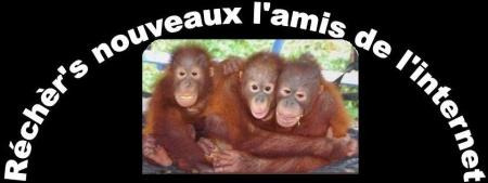 nouveaux l ami de l internet singes