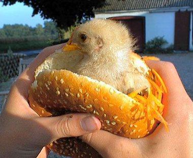 cute pics funny pictures of animals 4859_2430 new chicken sandwich