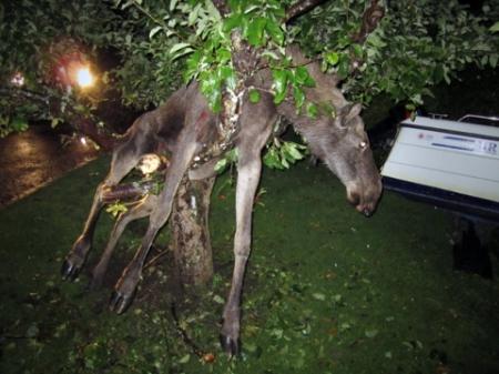 entangle 2011 09 13 10 50 14 8 a moose is entangled in an apple tree in goteborg