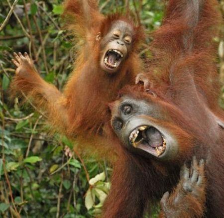 funny-smiling-laughing-animals-16 orang-outang