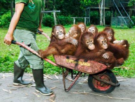 singes dans une brouette