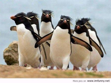 On va pas se laisser brahmapoutrer comme ça ! Quak quak !