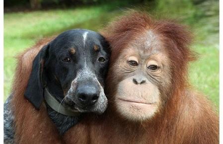animal-best-friends--large-msg-136633439208