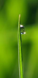 goutte brin d herbe