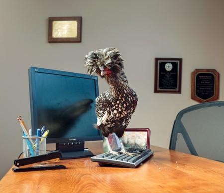 20130510_chicken_ceo_0151