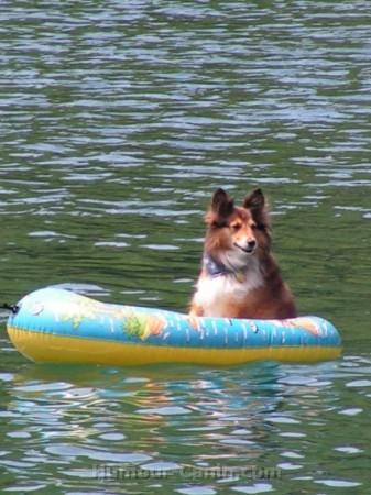 big_7235_chien-bateau