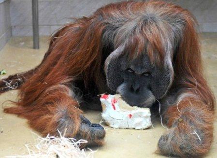 EatingItsBirthdayCake-OrangUtan01