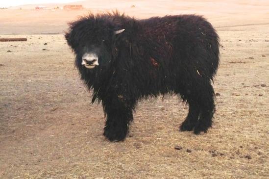 milos-yak-heifer-grunniens-_med